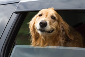 Best Cars for Dogs