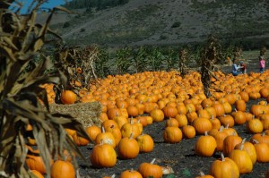 Pumpkin_Patch