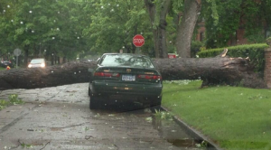 Tree branch car