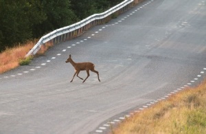 Car hit deer